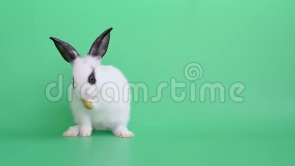 白色可爱的小兔子站在绿色的屏幕或背景上清洁它的脚视频的预览图