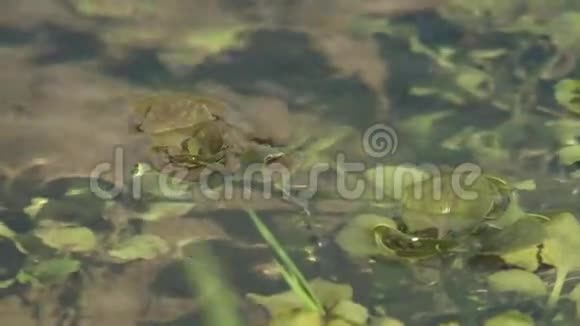 漂浮在水中的小叶子视频的预览图