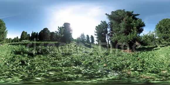 绿色山林的UHD4K360VR阳光和阴影草和松树视频的预览图