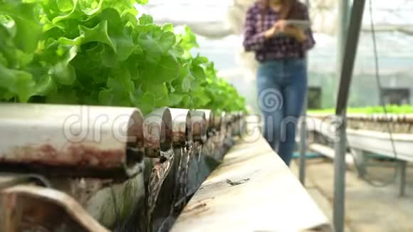 蔬菜水培系统中水管的选择性重点和农户拿着平板电脑正在检查优质青栎生菜视频的预览图
