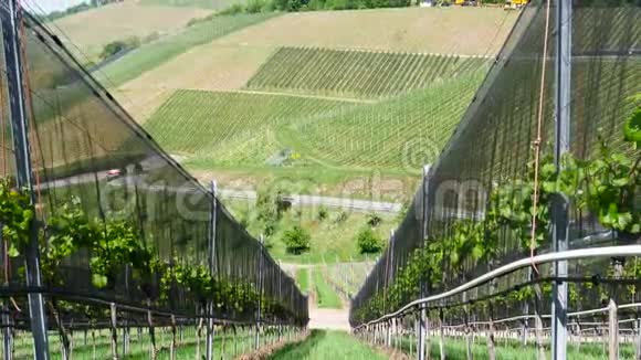 从德国杜尔巴奇的葡萄种植园观看视频的预览图