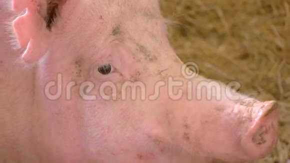 猪的脸视频的预览图