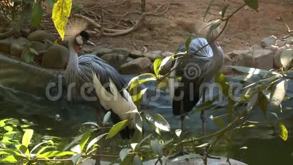 两只黑冠鹤视频的预览图