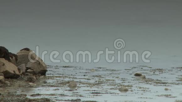 海藻和漂浮在水中的泥视频的预览图