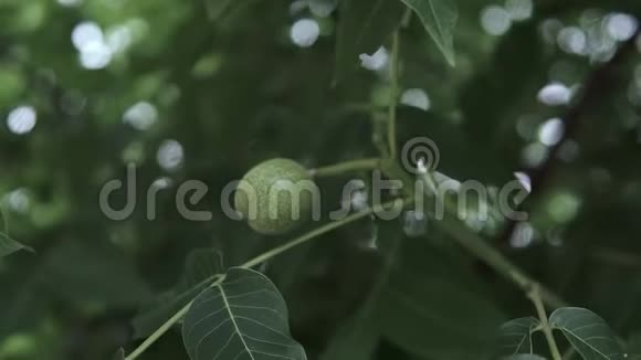 树枝上果皮中的核桃花园里树枝上的绿胡桃树枝上的核桃视频的预览图
