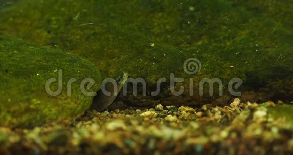 欧洲鳗鱼安圭拉鳗鱼是一种鳗鱼一种蛇状的具有环状的鱼类它们的长度可以达到15米少年视频的预览图