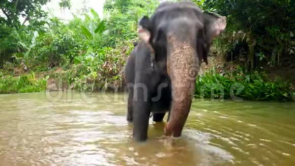 热带丛林森林里印度野象在河中洗身的4k镜头视频的预览图