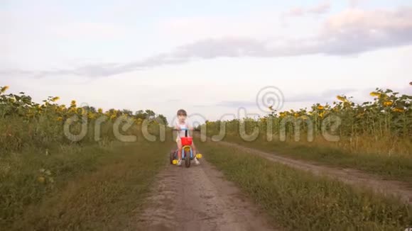 小美丽的女孩骑自行车在一条路上向日葵孩子学会骑自行车微笑快乐视频的预览图