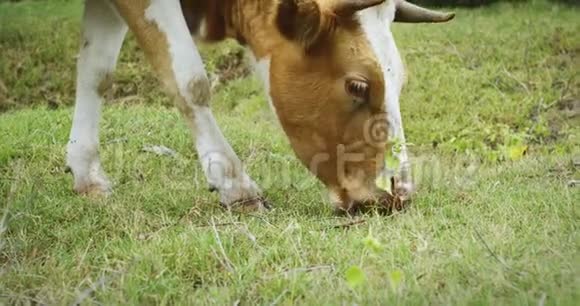 红白牛吃草视频的预览图