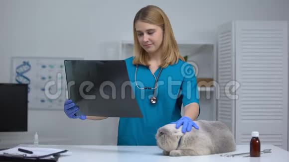 快乐的兽医看着x光抚摸着猫欣喜的成功的手术康复视频的预览图