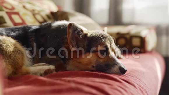 一只可爱的三色狗躺在家里的红色沙发上视频的预览图