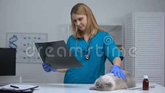 女性兽医抚摸猫看x光诊断腹部疾病视频的预览图