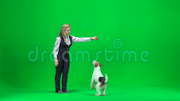 年轻女子训练一只狗绿色屏幕视频的预览图