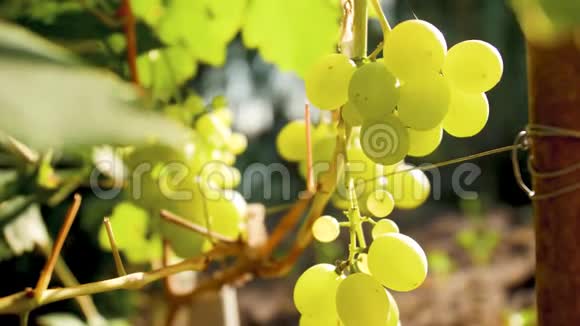 4k视频葡萄成熟葡萄在阳光明媚的天气在田间视频的预览图