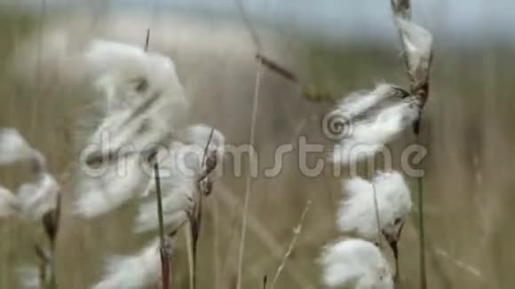棉花在风中摇摆视频的预览图