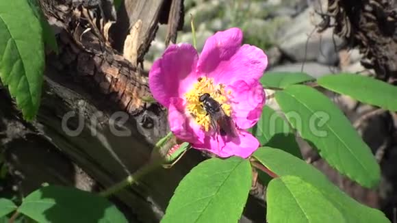 一朵野玫瑰上的黑色苍蝇视频的预览图