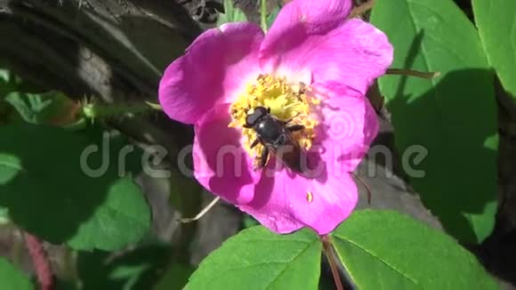 一朵野玫瑰上的黑色苍蝇视频的预览图