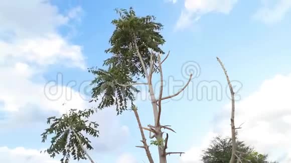 一棵树在阴云密布的蓝天中随风飘动视频的预览图