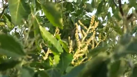 花园中野桂树丛丛视频的预览图