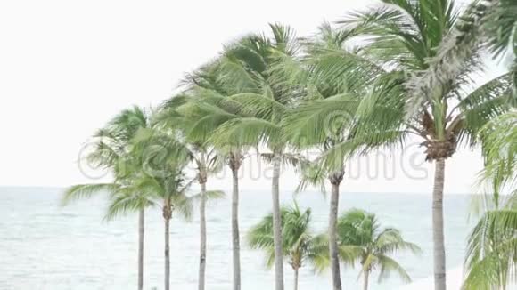 很多棕榈树和大海视频的预览图