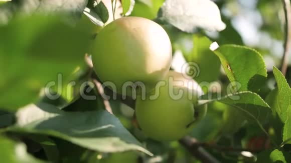 果园苹果树上两个成熟的绿色苹果的特写4k视频视频的预览图