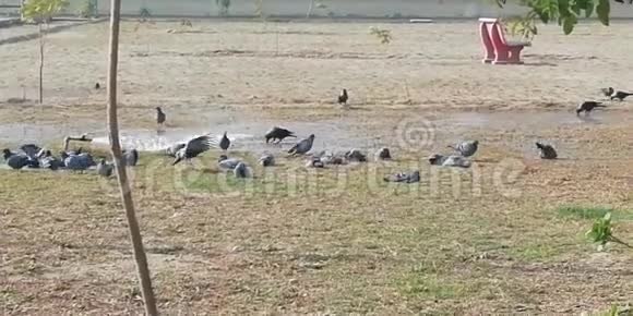 一只鸽子坐在的边境地区鸽子在公园里玩的时候看起来很棒视频的预览图