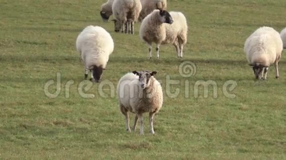羊群在草地上放牧视频的预览图