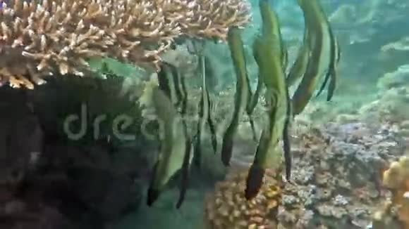珊瑚礁水下的摩尔人偶像学校鱼视频的预览图