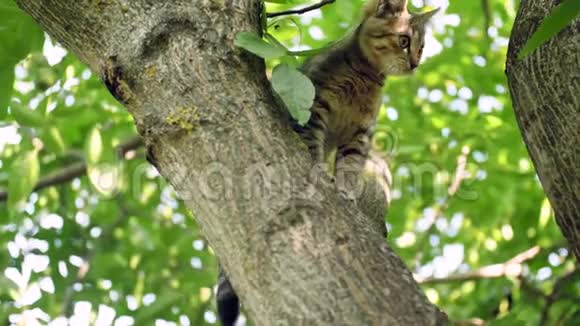 4k小灰小猫坐在高高的树枝上害怕倒下的视频视频的预览图