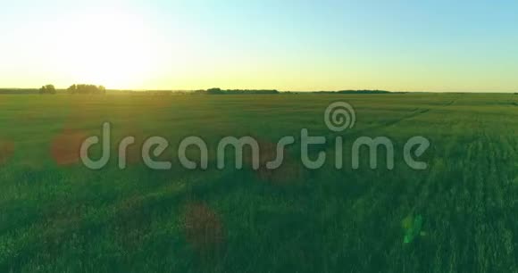 夏季阳光充足的夜晚低空飞行在乡村夏田之上有着无尽的黄色景观地平线上的太阳视频的预览图