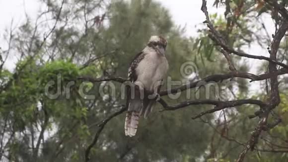 打猎的Kookaburra寻找下一顿饭视频的预览图