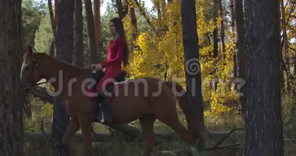 侧面观看白种人妇女的长发穿着粉红色的衣服骑着棕色的马在秋天的森林年轻女性视频的预览图