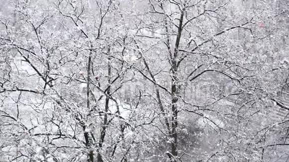 雪中的树木背景下的雪慢动作视频的预览图