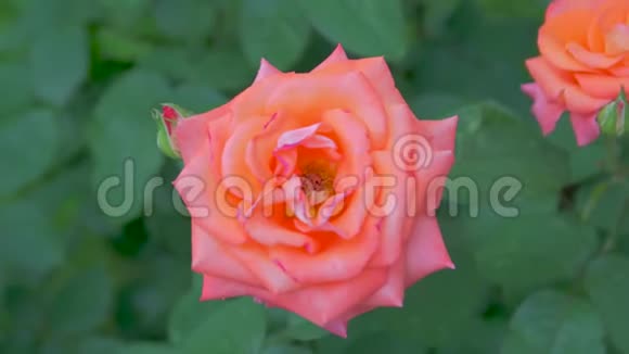 花园里的一朵橙色玫瑰视频的预览图