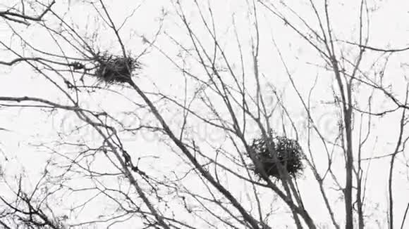 两只乌鸦小枝在枫树顶端筑巢在早期的斯普林视频的预览图