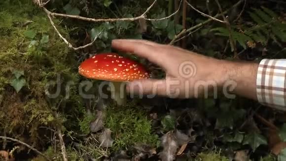 手触摸红菇视频的预览图