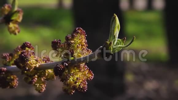 芽和开放开花的觉醒宏视频的预览图