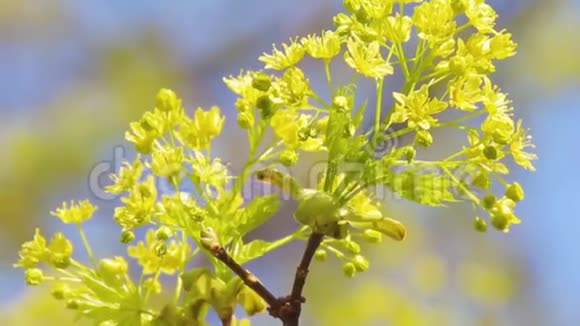 年轻的绿色枫树盛开的花环视频的预览图