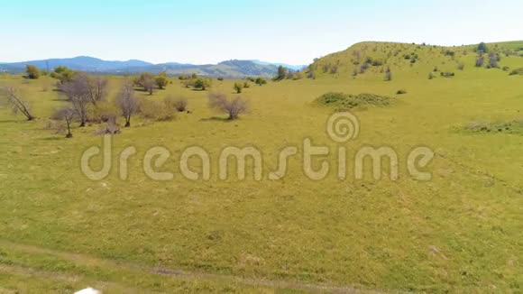 飞越山地草地上的野马群夏山野性自由生态概念视频的预览图