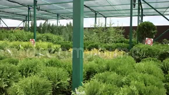 温室内灌木丛的全景不同的植物生长在玻璃屋顶下注说关于销售视频的预览图