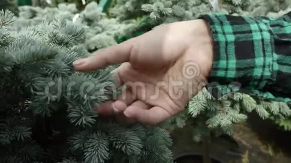 近距离观看手触摸云杉的树干生长在温室里的植物视频的预览图
