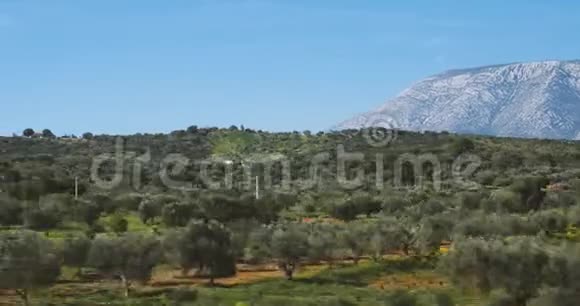 雅典附近的橄榄种植园和山脉视频的预览图