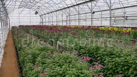 3月8日一个有鲜花菊花的大型温室出售给妇女视频的预览图