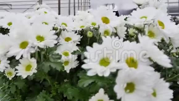 3月8日温室里有鲜花带有鲜花的温室菊花视频的预览图
