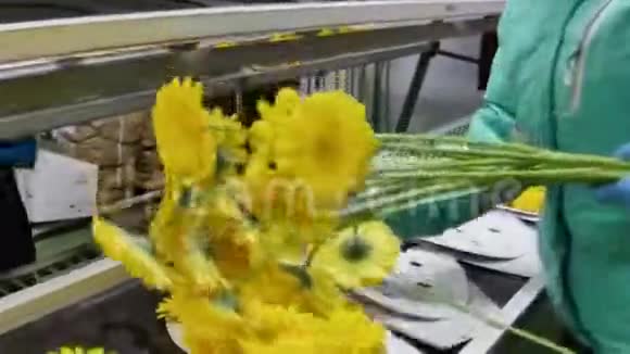 3月8日出售前制作花卉菊花供运输视频的预览图