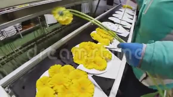 3月8日鲜花菊花包装运输至销售视频的预览图
