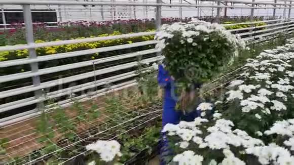 3月8日一个有鲜花菊花的大型温室出售给妇女视频的预览图