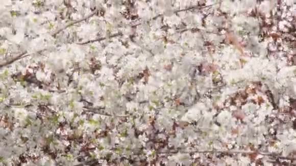 开花樱花梅和苹果树四月红砖建筑视频的预览图