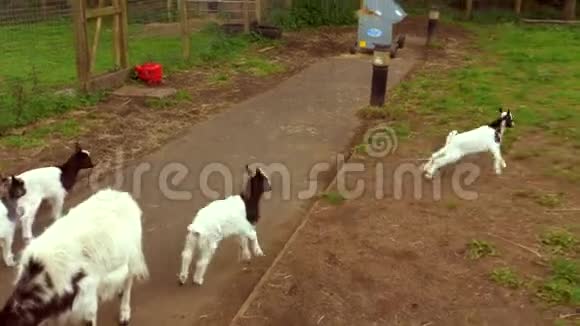 小山羊在围栏里跳来跳去视频的预览图