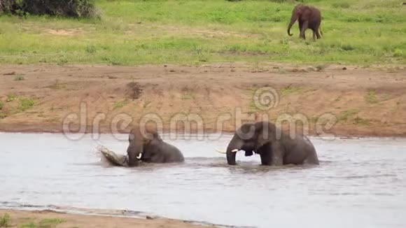 大象的配对在潜水中洗澡视频的预览图